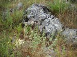 Clinopodium